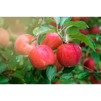 Apple Plants 